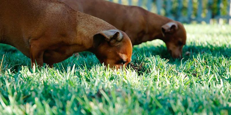 人工智能伦理与网络安全：技术博客如何负责任地报道算法偏见