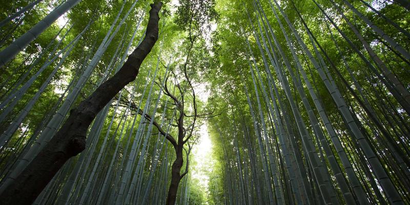 技术博客SEO优化全攻略：融合IT知识与赛博朋克美学的社区分享策略