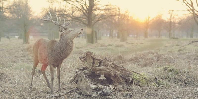 技术博客的未来图景:在赛博朋克浪潮中构建IT知识的安全灯塔