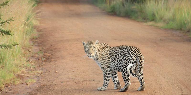 技术播客与博客的协同运营：以社区分享与开发教程拓展编程内容生态
